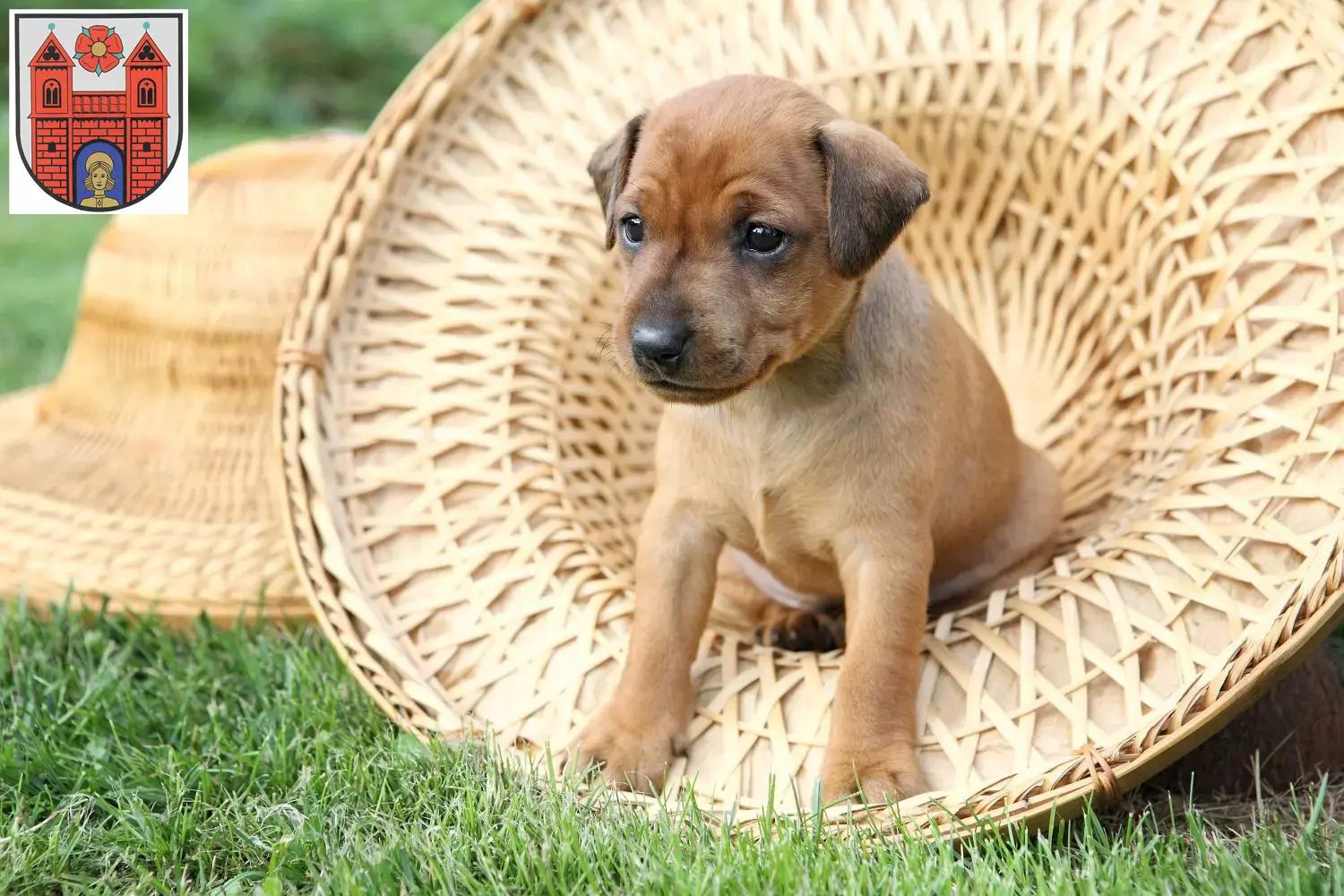 Mehr über den Artikel erfahren Zwergpinscher Züchter und Welpen in Wildeshausen