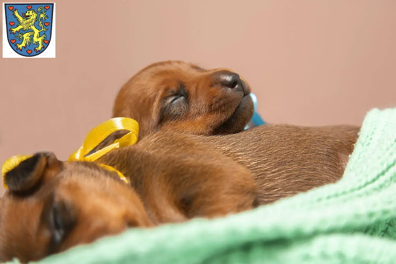 Mehr über den Artikel erfahren Zwergpinscher Züchter und Welpen in Winsen (Luhe)