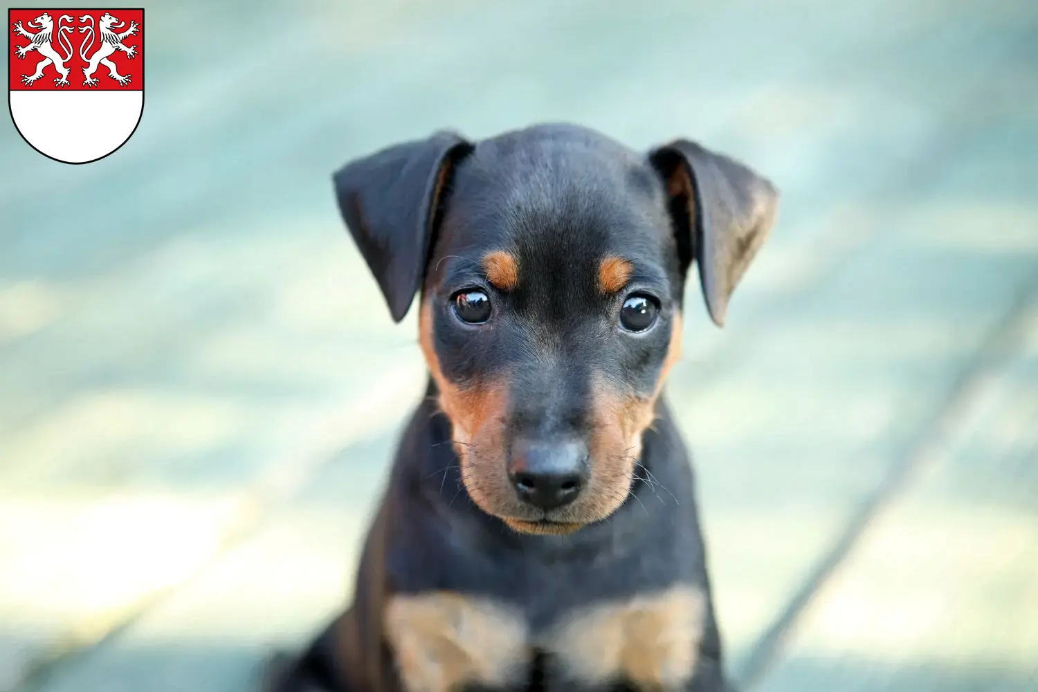 Mehr über den Artikel erfahren Zwergpinscher Züchter und Welpen in Witten