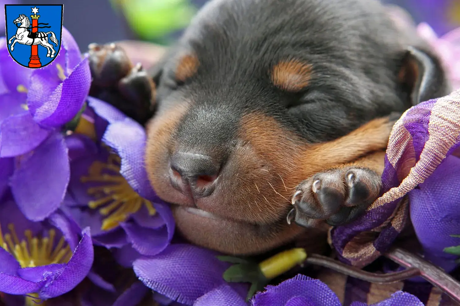 Mehr über den Artikel erfahren Zwergpinscher Züchter und Welpen in Wolfenbüttel