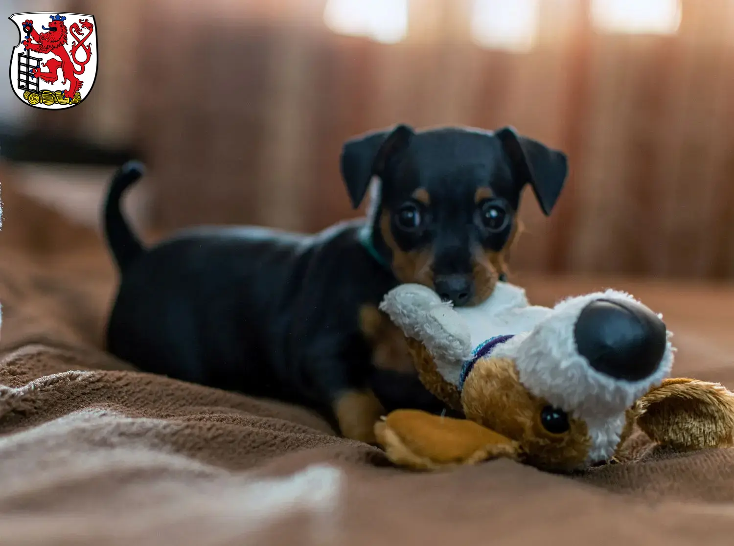 Mehr über den Artikel erfahren Zwergpinscher Züchter und Welpen in Wuppertal