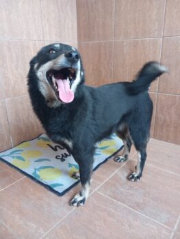 Pinscher-Mix-Hündin PIKA - freundliche, kleine Strahlemaus