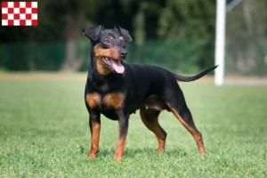 Mehr über den Artikel erfahren Zwergpinscher Züchter und Welpen in Nordbrabant