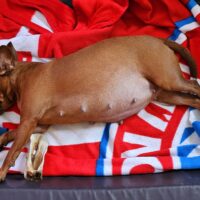 Wurfankündigung für Dezember: reinrassige Zwergpinscher-Welpen aus verantwortungsvoller IHV-Zucht