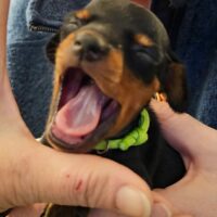 DIE BABYS SIND DA!! Reinrassige Zwergpinscher-Welpen aus verantwortungsvoller IHV-Zucht