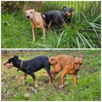 Wurfankündigung für Dezember: reinrassige Zwergpinscher-Welpen aus verantwortungsvoller IHV-Zucht