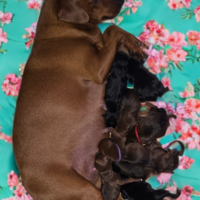 DIE BABYS SIND DA!! Reinrassige Zwergpinscher-Welpen aus verantwortungsvoller IHV-Zucht