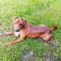 Blondi - Zwergpinscher - geb. Mai 2023