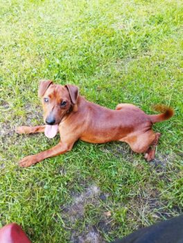 Blondi - Zwergpinscher - geb. Mai 2023