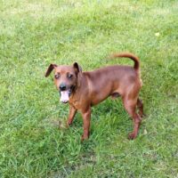 Brauni - Zwergpinscher - geb. Mai 2023