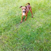 Fitty - Zwergpinscher - geb. Mai 2023