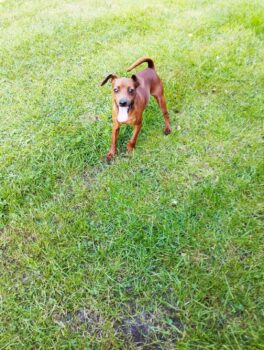 Fitty - Zwergpinscher - geb. Mai 2023